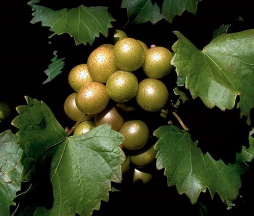 Scuppernong grapes, native to the South Photo credit: gardenandgun.com/files/GG0409_What's-in-Season_01(1).jpg